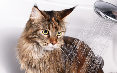 Does Your Cat Need a Bath?