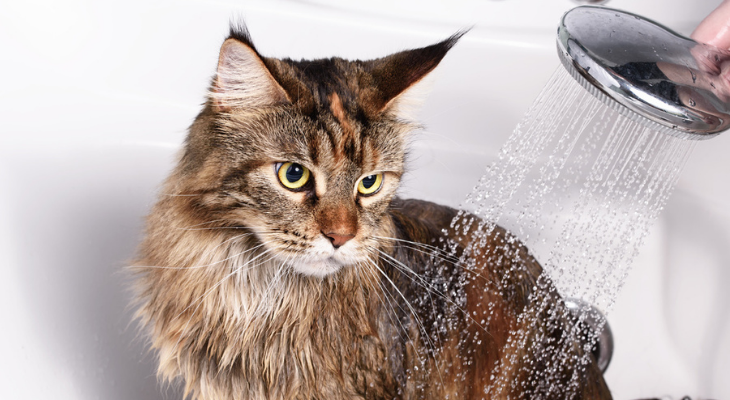 Does Your Cat Need a Bath?