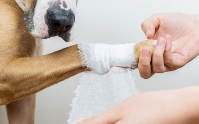 First Aid Basics for Pet Owners