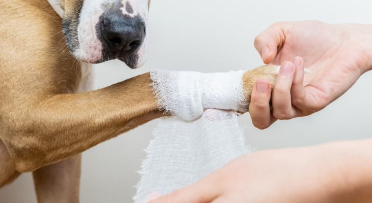 First Aid Basics for Pet Owners