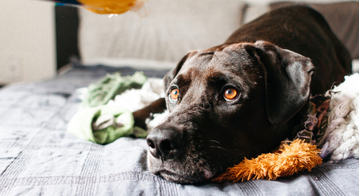 August Newsletter: How Your Veterinarian Can Help with Pet Separation Anxiety