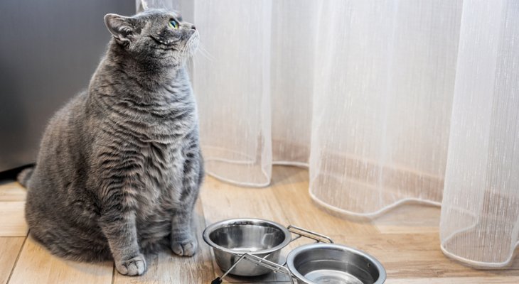 May Newsletter: How to Keep Your Cat at a Healthy Weight