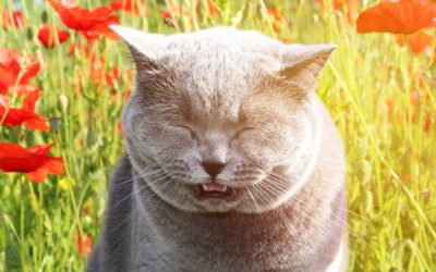 May Newsletter: Pets Have Allergies too!