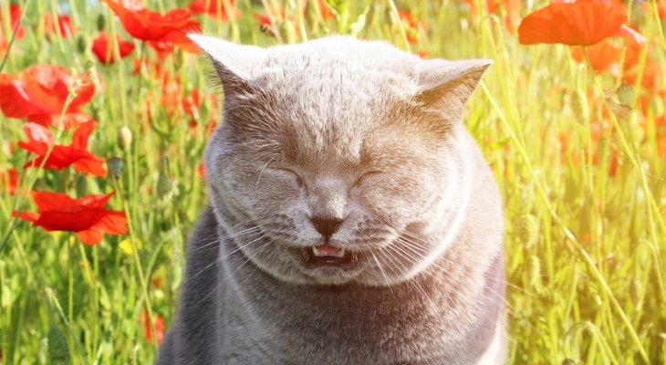 May Newsletter: Pets Have Allergies too!