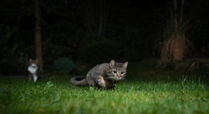 April Newsletter: Tips on Keeping Your Cat Calm through the Night