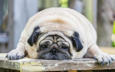 April Newsletter: Signs Your Dog May Have Bloat