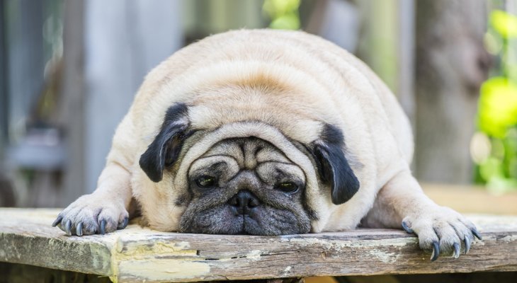 April Newsletter: Signs Your Dog May Have Bloat