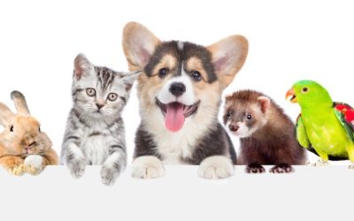 March Newsletter: First Time Pet Owner? Here’s What You Need to Know