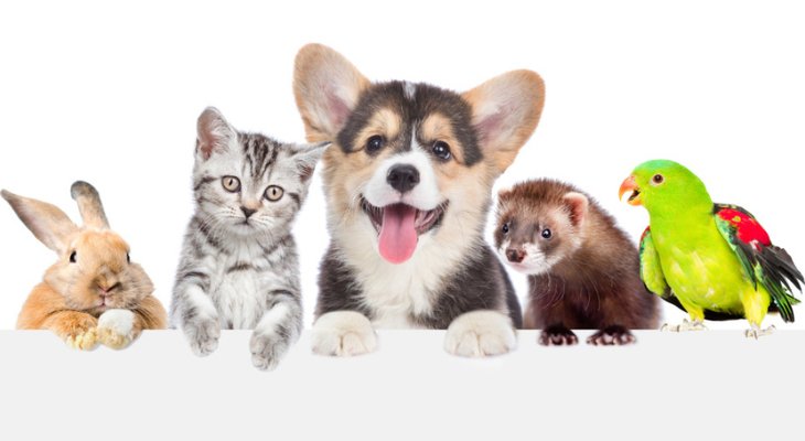 March Newsletter: First Time Pet Owner? Here’s What You Need to Know