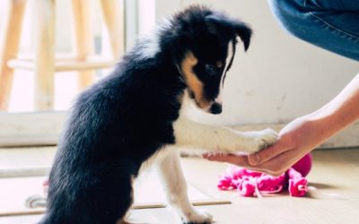 February Newsletter: Where to Start When Training Your Puppy