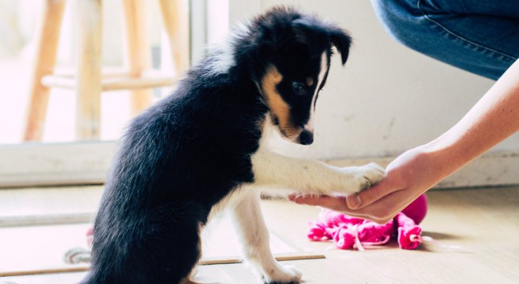 February Newsletter: Where to Start When Training Your Puppy