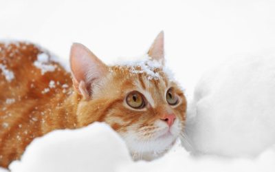 December Newsletter: Cold Weather Tips for Your Pets