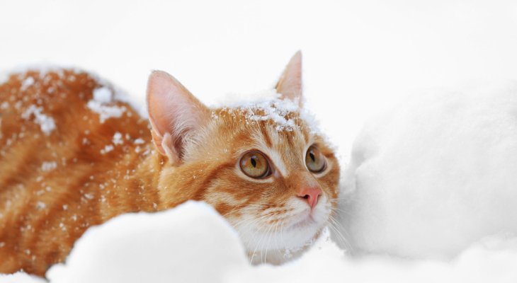 December Newsletter: Cold Weather Tips for Your Pets