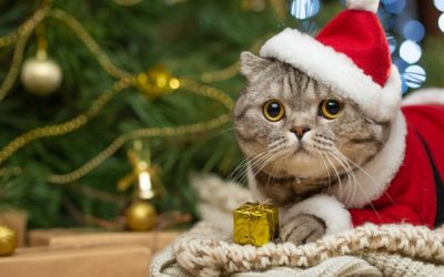 December Newsletter: Pets and the Holidays: What to Know before Feeding Your Pet Table Scraps