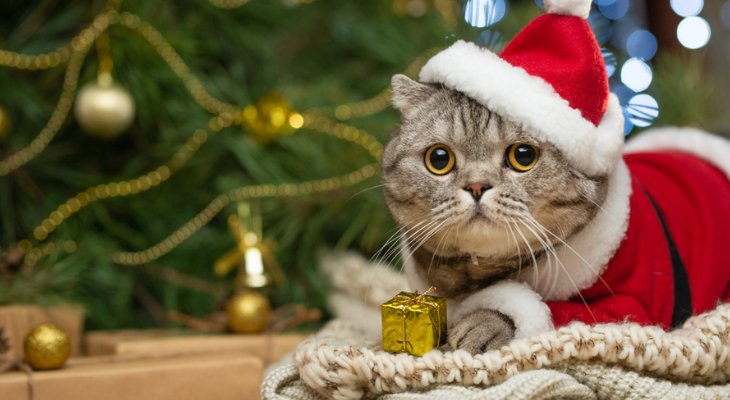 December Newsletter: Pets and the Holidays: What to Know before Feeding Your Pet Table Scraps