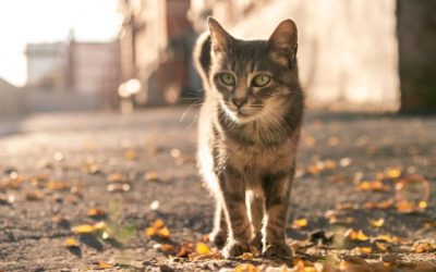 Three Reasons to Always Microchip Your Pets