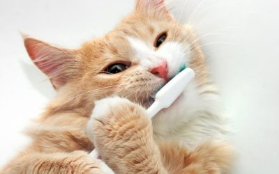 Bad Breath Can Indicate Your Pet Needs Dental Care