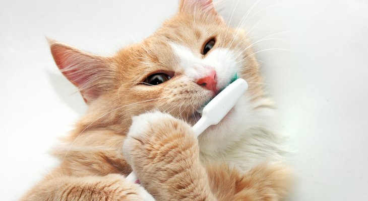 Bad Breath Can Indicate Your Pet Needs Dental Care