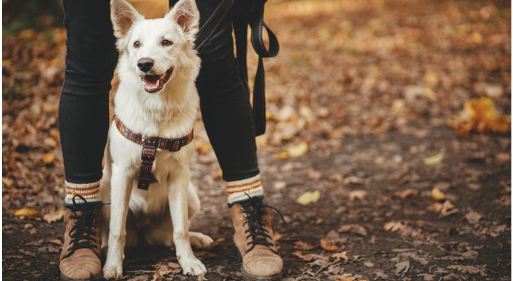 Beware of Ticks this Fall