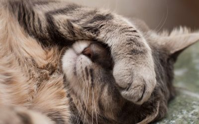 How to Tell When Your Cat Is Sick