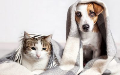 Human vs Pet Medications: Why You Should Never Share Medicine with Your Pets