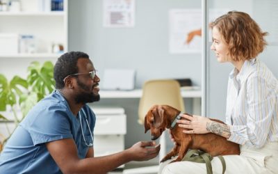 Ways to Take the Stress Out of Your Pet’s Next Veterinary Visit