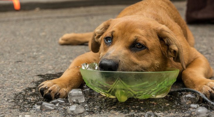 Signs on Heatstroke: Keep Your Pets Safe This Summer