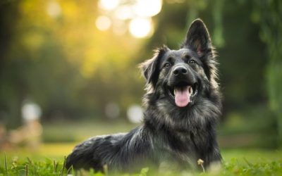 Why Heartworm Protection Is Necessary for All Pets