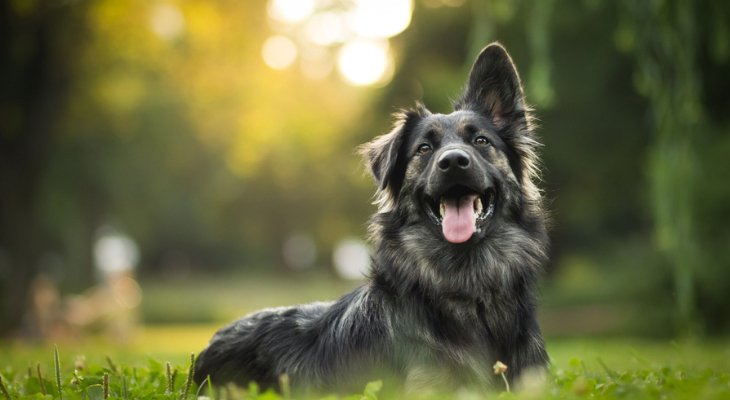 Why Heartworm Protection Is Necessary for All Pets