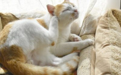 Feline Skin Allergy Symptoms and Care