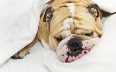 8 Common Reasons Why Your Dog is Snoring