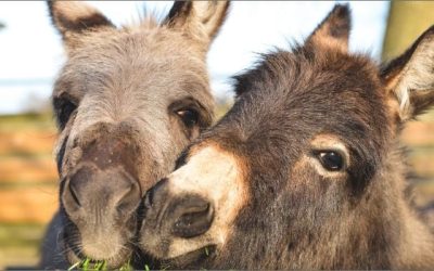 Donkeys, Horses & Mules