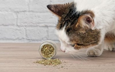 Catnip: Why Cats Love It