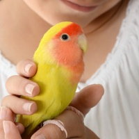 Family Friends Aren’t Always Furry – Think of Feathery Friends!