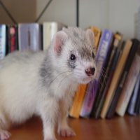 Ferrets Can Be Furry Family Too