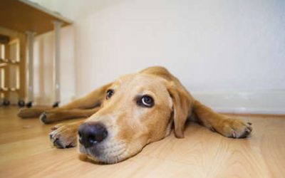 Does Your Dog Suffer From Anxiety?