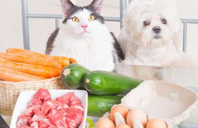 Cooking for Your Pets