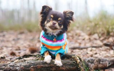 Pet Clothes: A Fashion Statement or a Necessity?