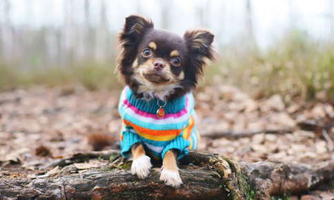 Pet Clothes: A Fashion Statement or a Necessity?