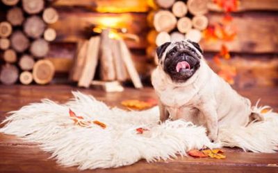 Keep Your Pets Calm During the Holiday Season with These Tips