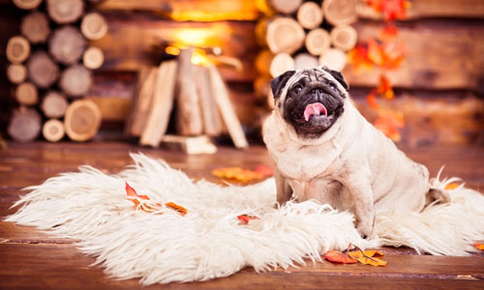 Keep Your Pets Calm During the Holiday Season with These Tips