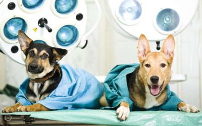 Caring for Your Pet Before and After Surgery