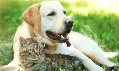 Caring for Your Older Pet