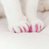 Declawing Alternatives for Cats