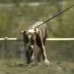 Avoiding Dog Bites