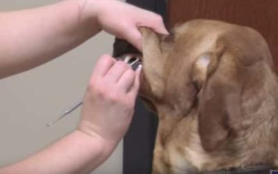 Dental Care For Pets