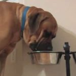 How Pet Food Is Made