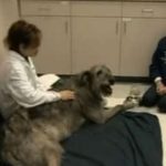 Veterinary Acupuncture