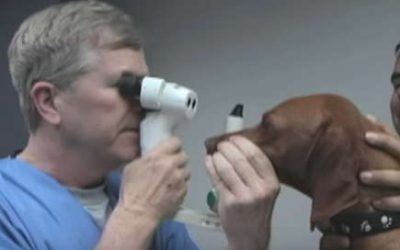 Veterinary Ophthalmology