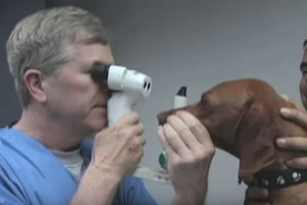 Veterinary Ophthalmology